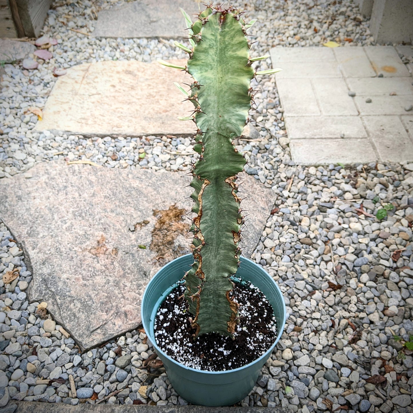 Euphorbia Eritrea Variegata