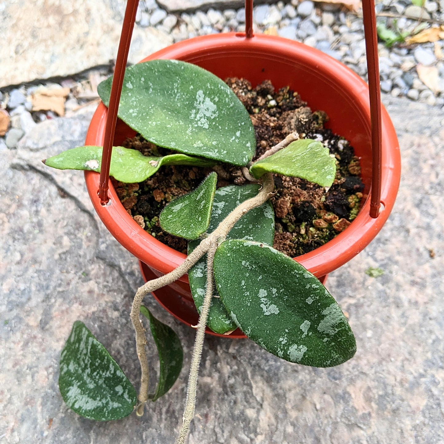 Hoya Phuwuaensis