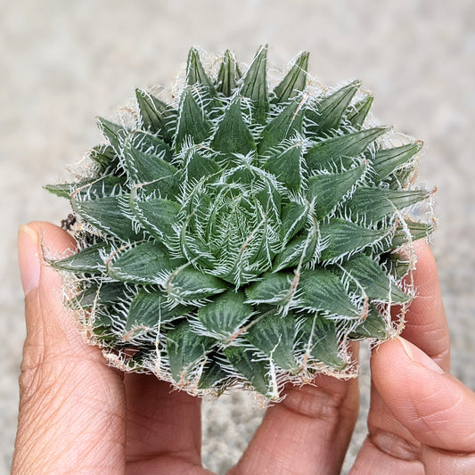 Haworthia Arachnoidea var. Setata