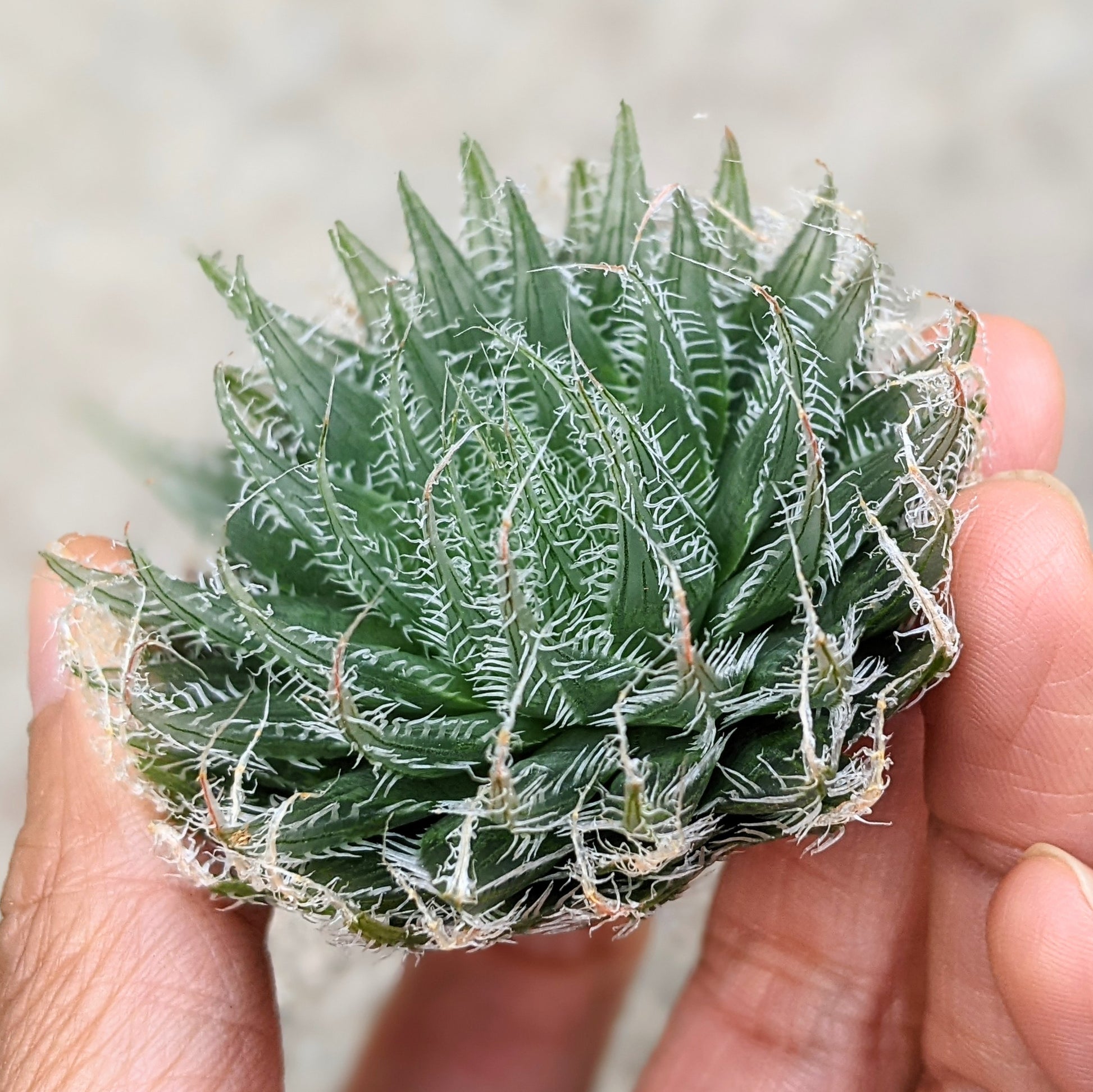 succulent with white web Haworthia Arachnoidea var. Setata