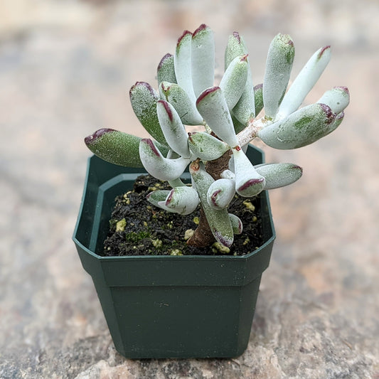 Cotyledon Orbiculata 'Happy Young Lady'