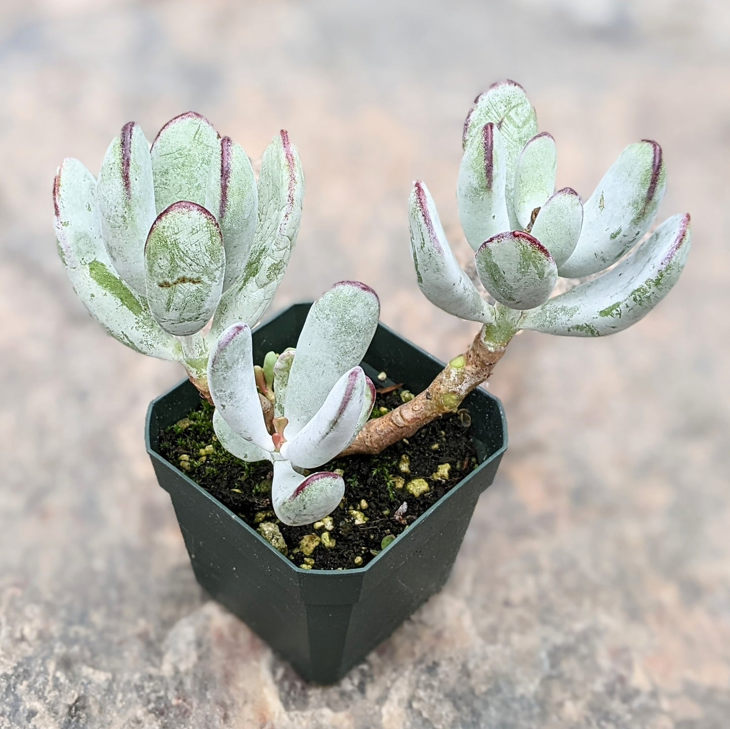 Cotyledon Orbiculata var. Oophylla