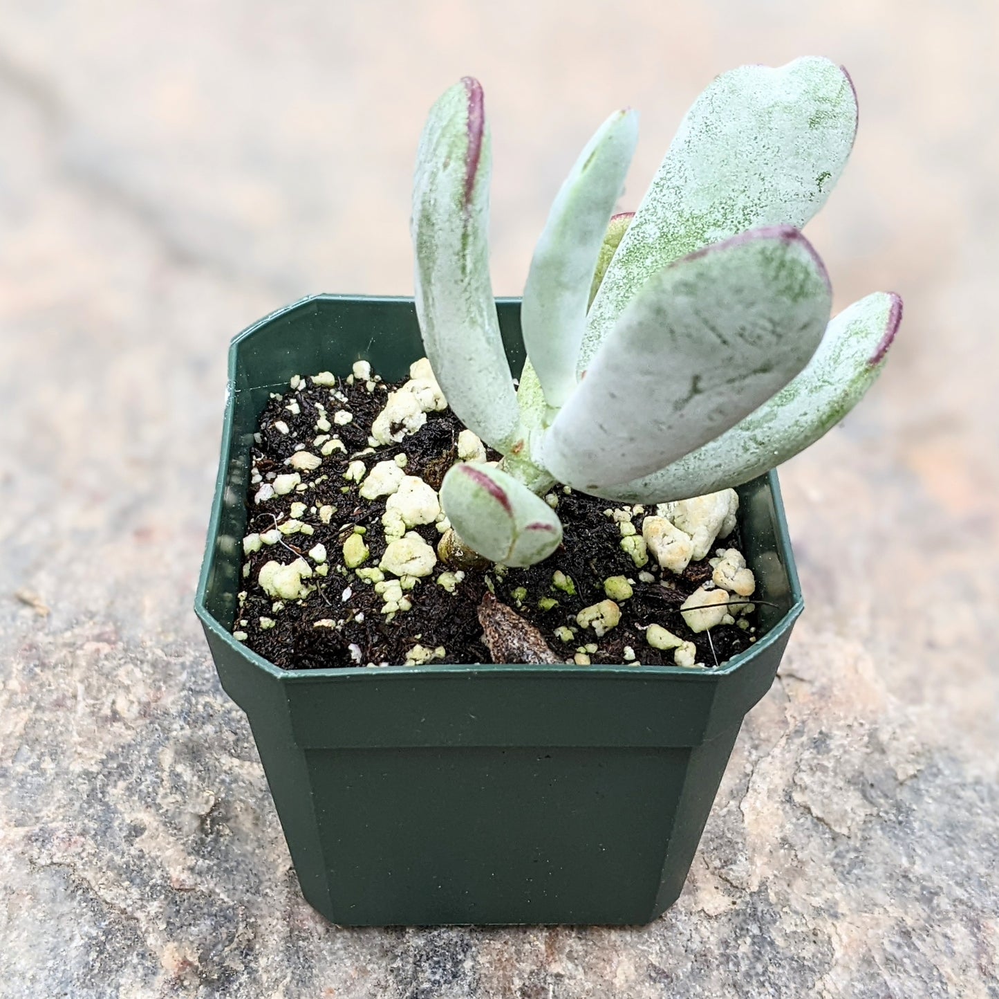 Cotyledon Orbiculata var. Oophylla