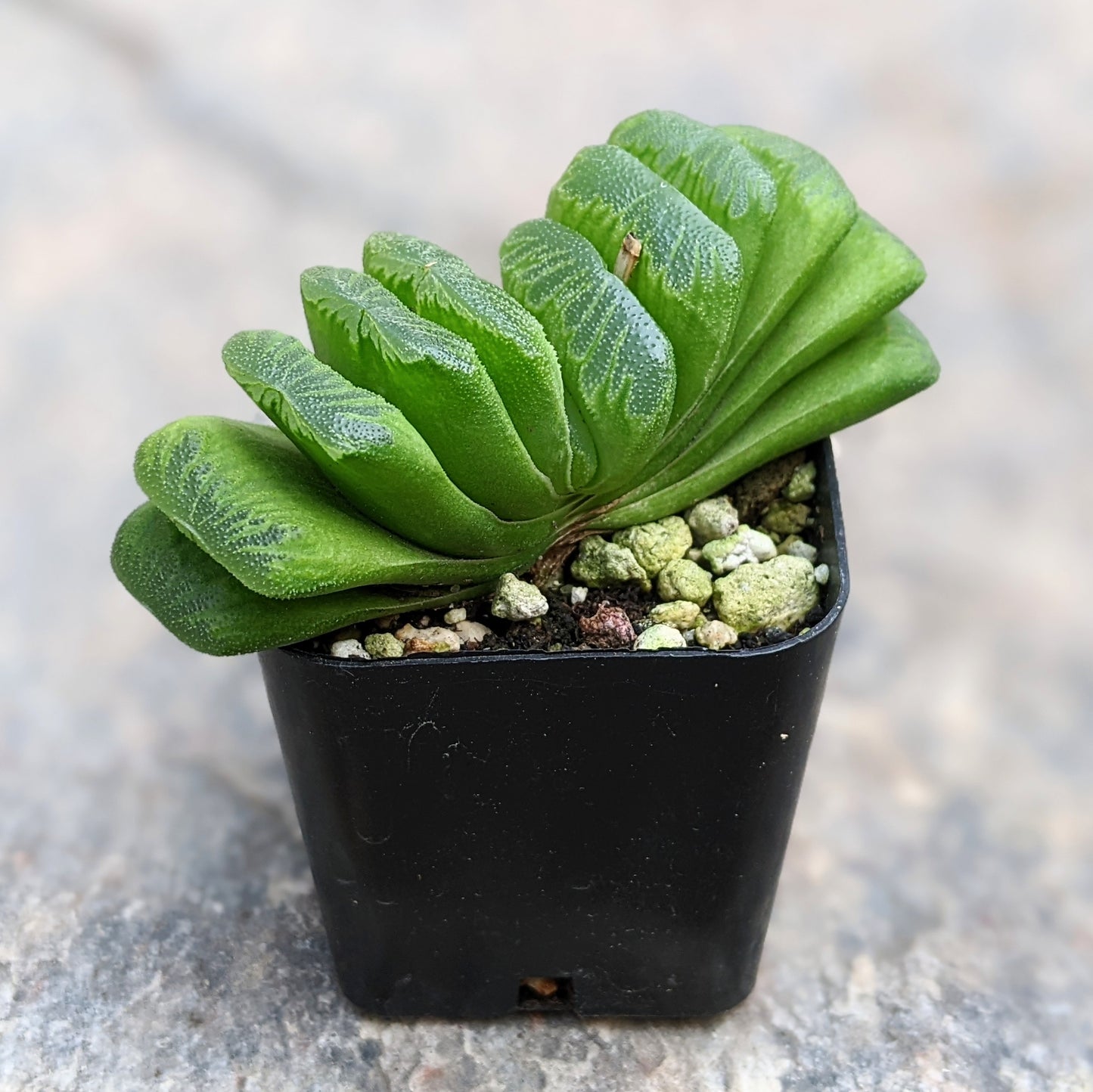 Haworthia Truncata Lime Green