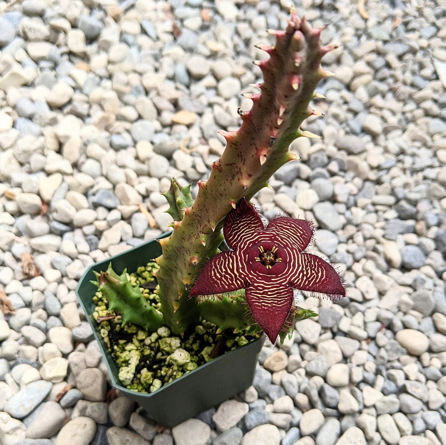 Stapelia Tromotriche Revoluta var. Tigridia