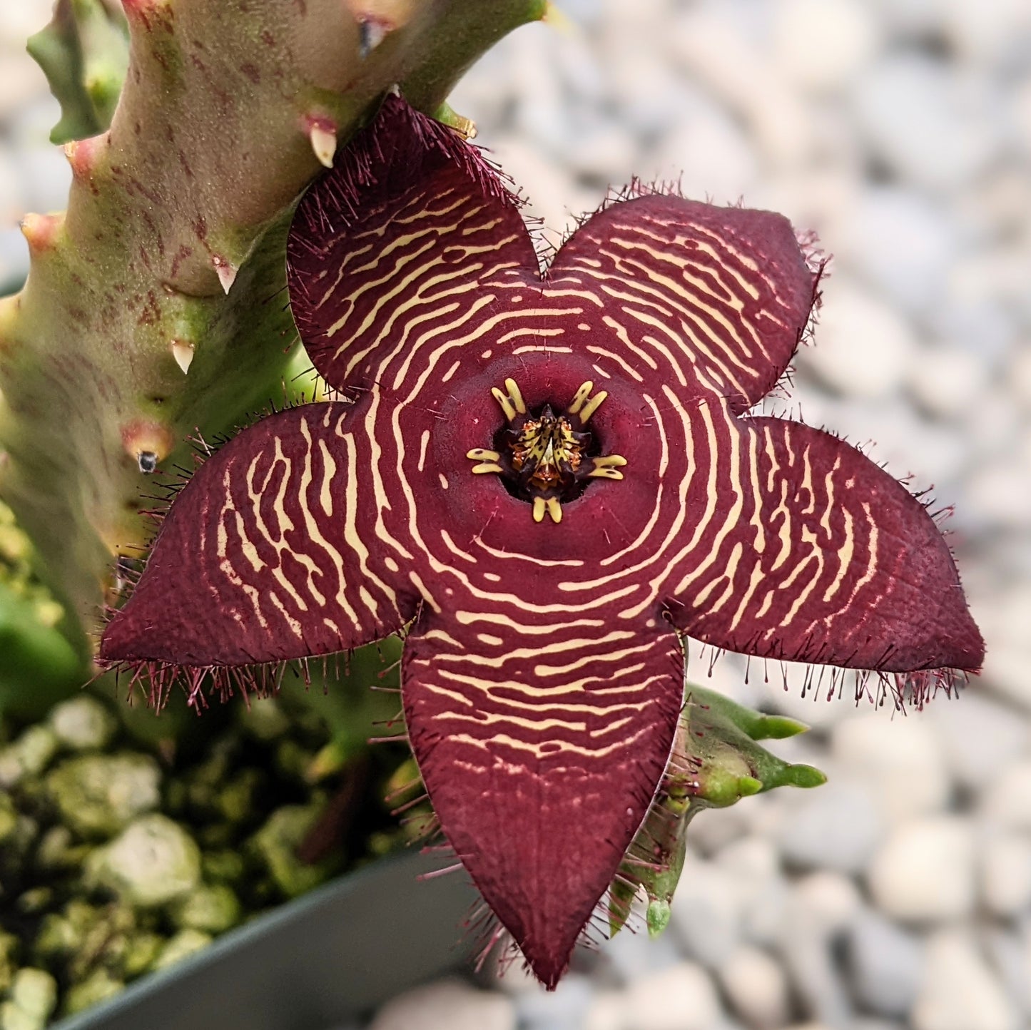 Stapelia Tromotriche Revoluta var. Tigridia