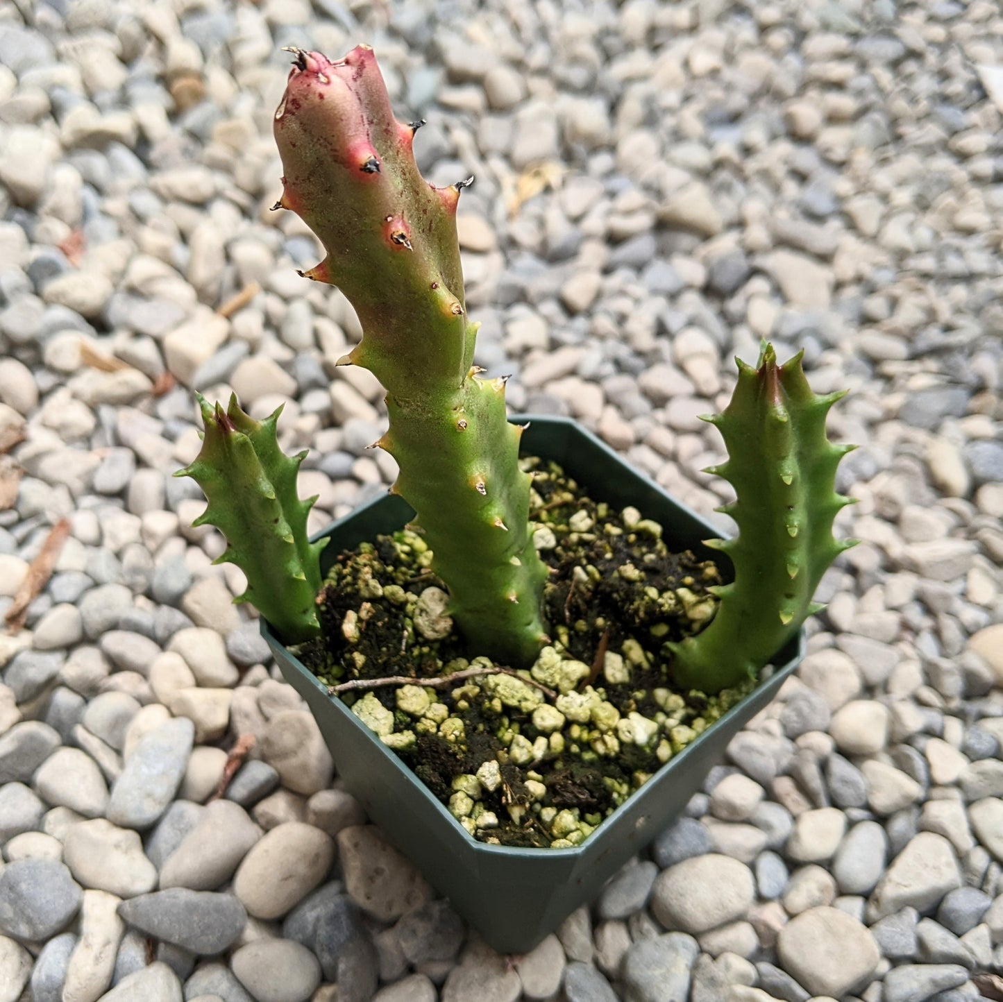 Stapelia Tromotriche Revoluta var. Tigridia