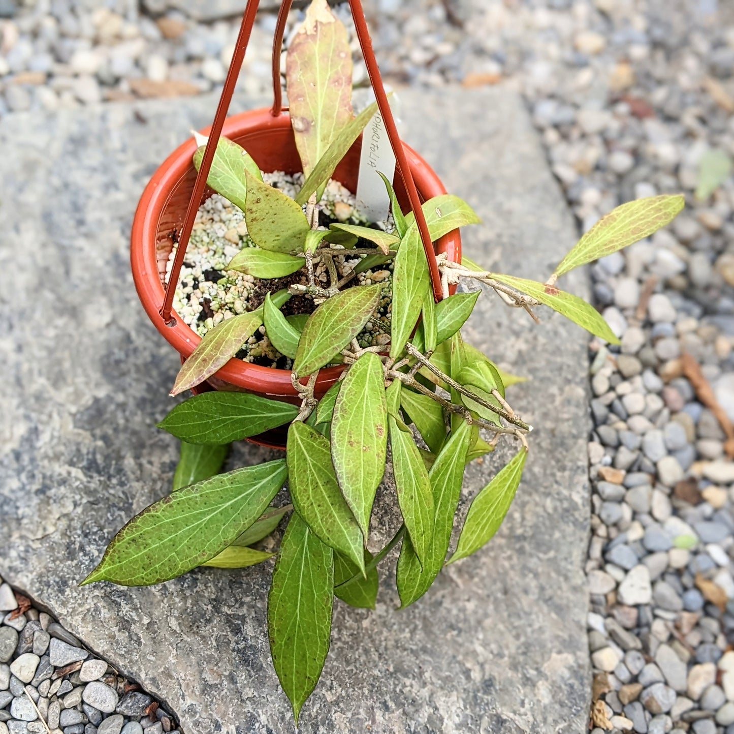 Hoya Camphoriflolia