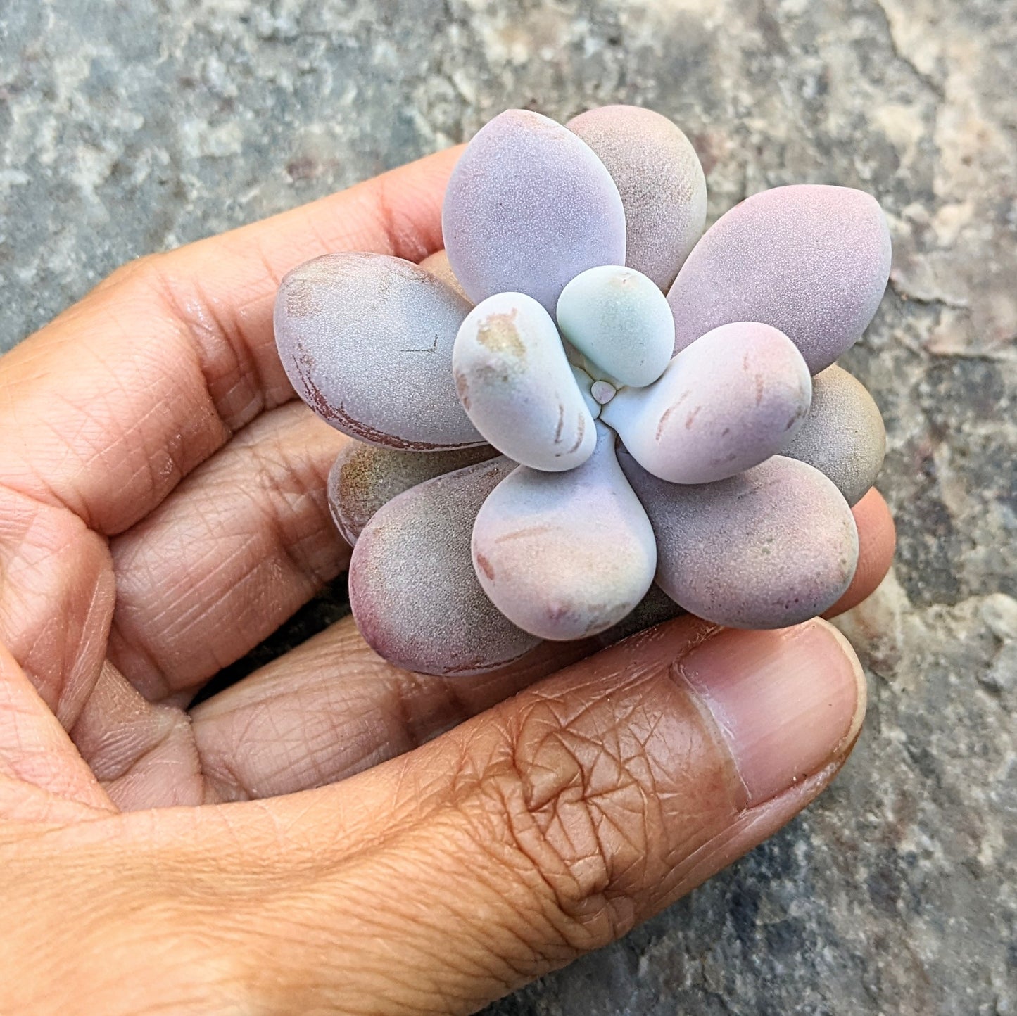 Graptopetalum Amethystinum - Lavender Pebbles