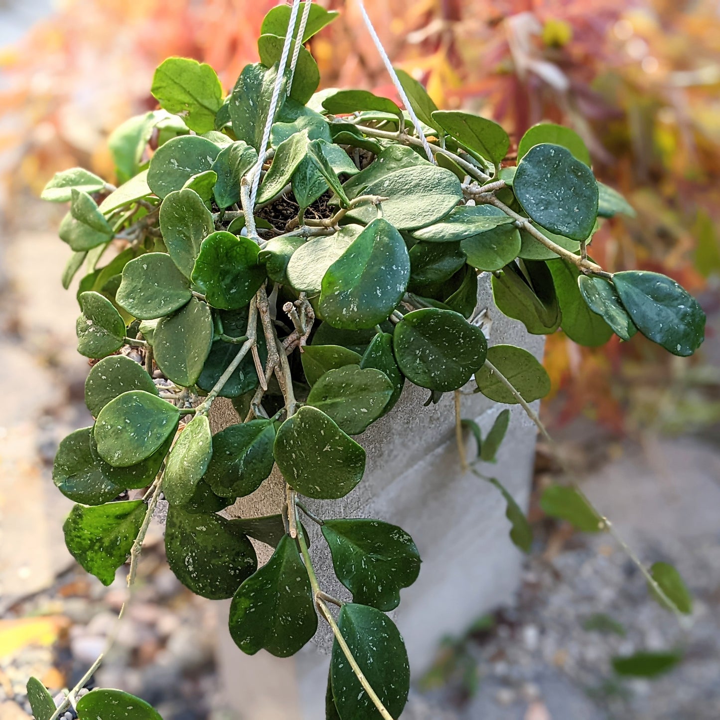 Hoya Obovata