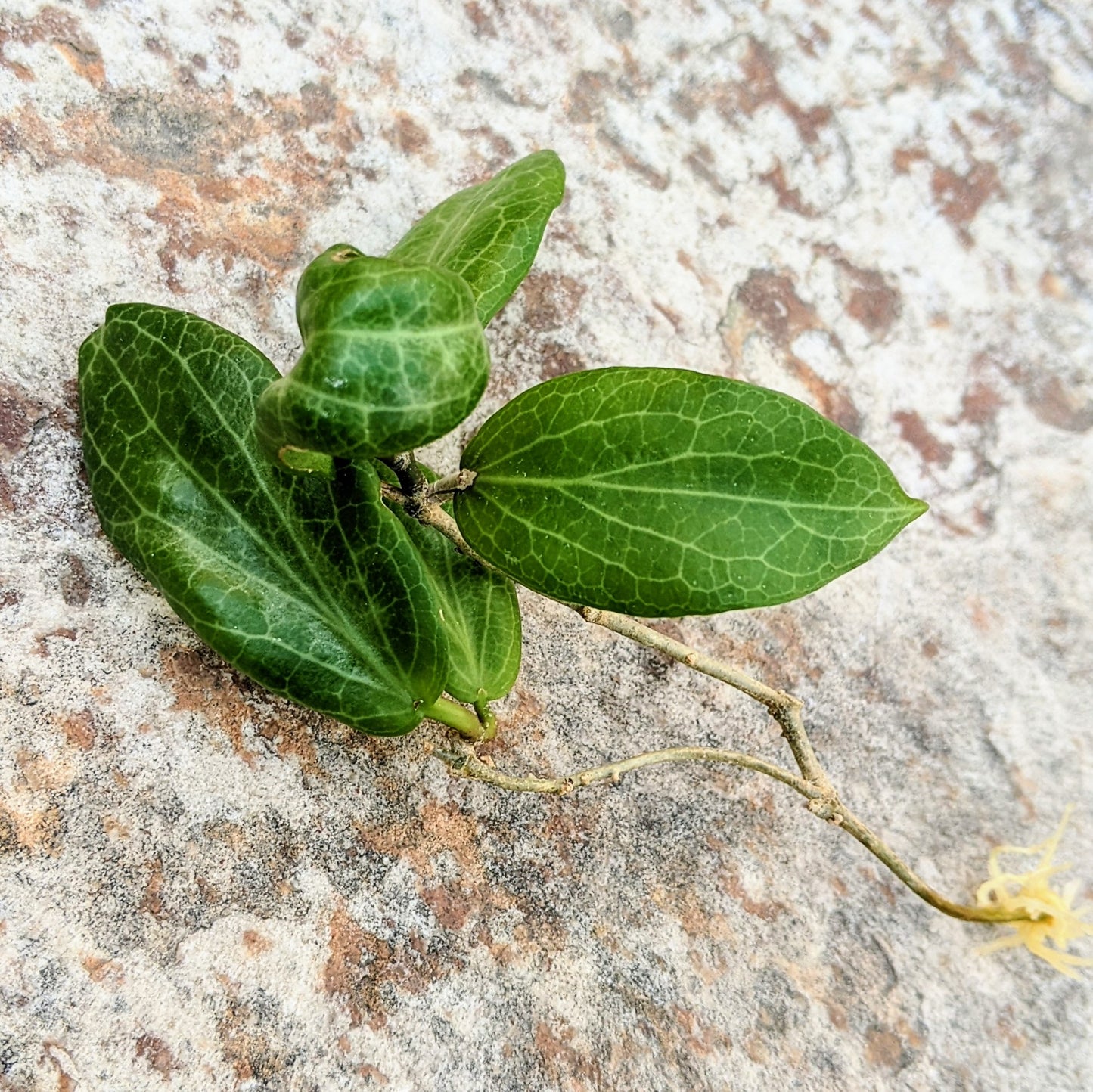 Hoya Fitchii