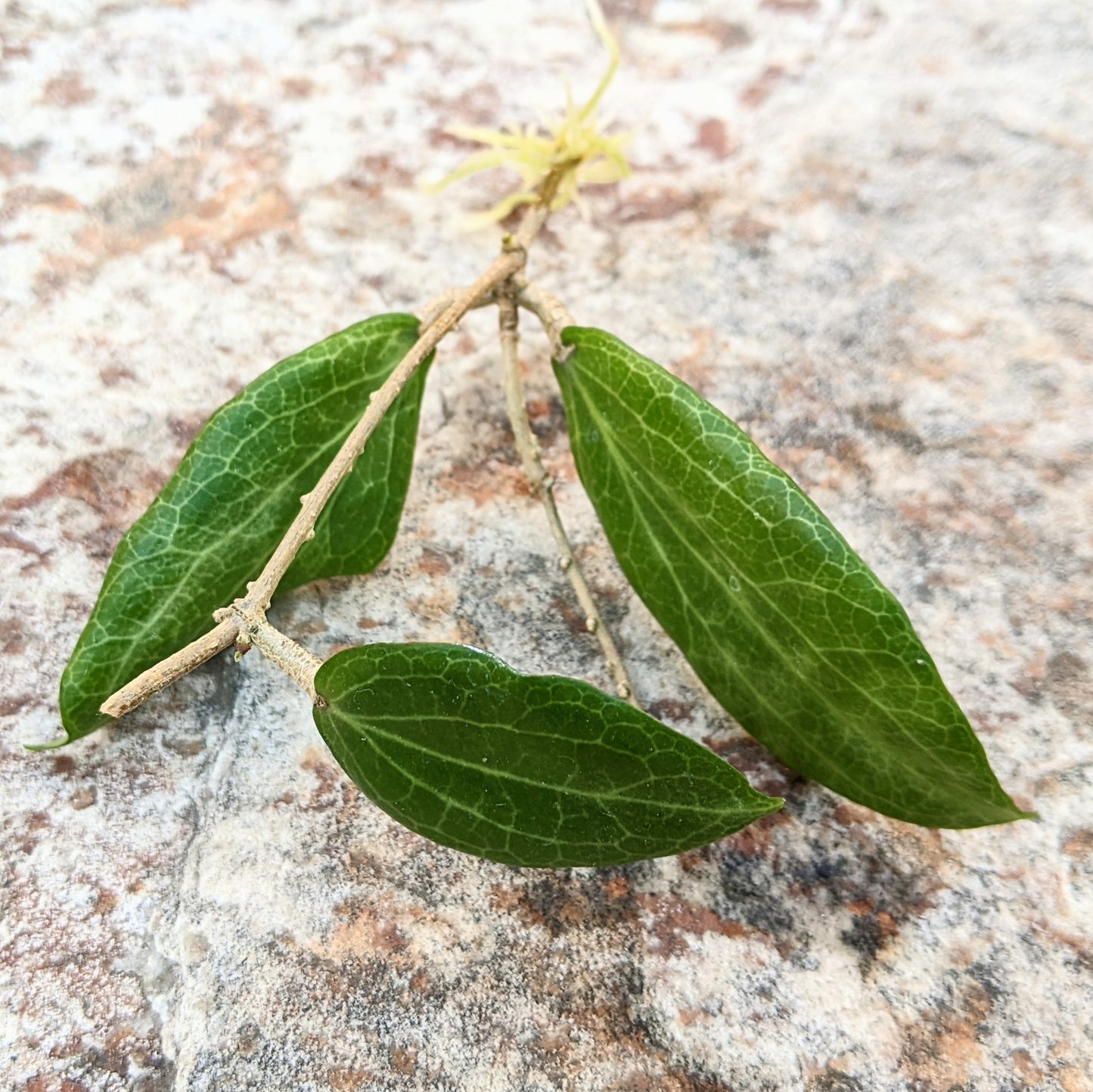 Hoya Fitchii