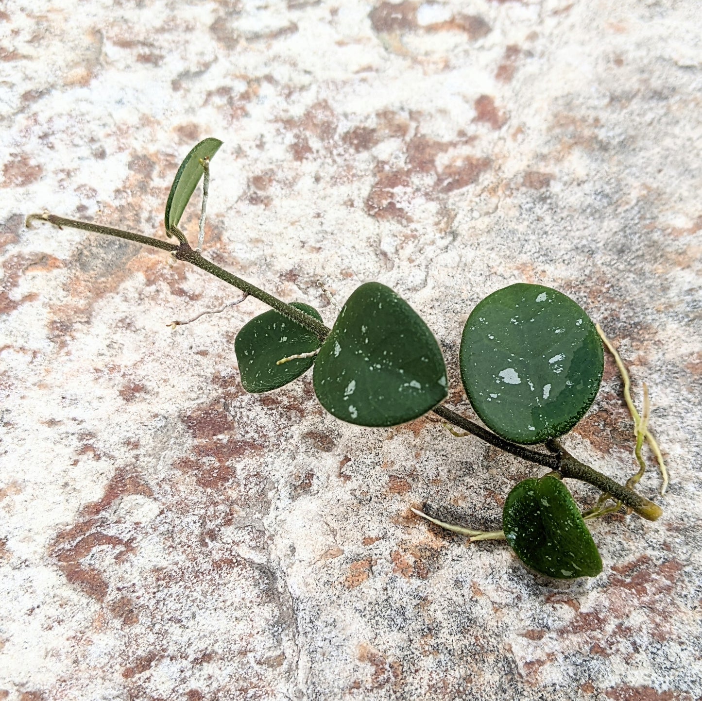 Hoya cv 'Mathilde'