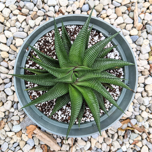 Haworthia Limifolia Spiralis