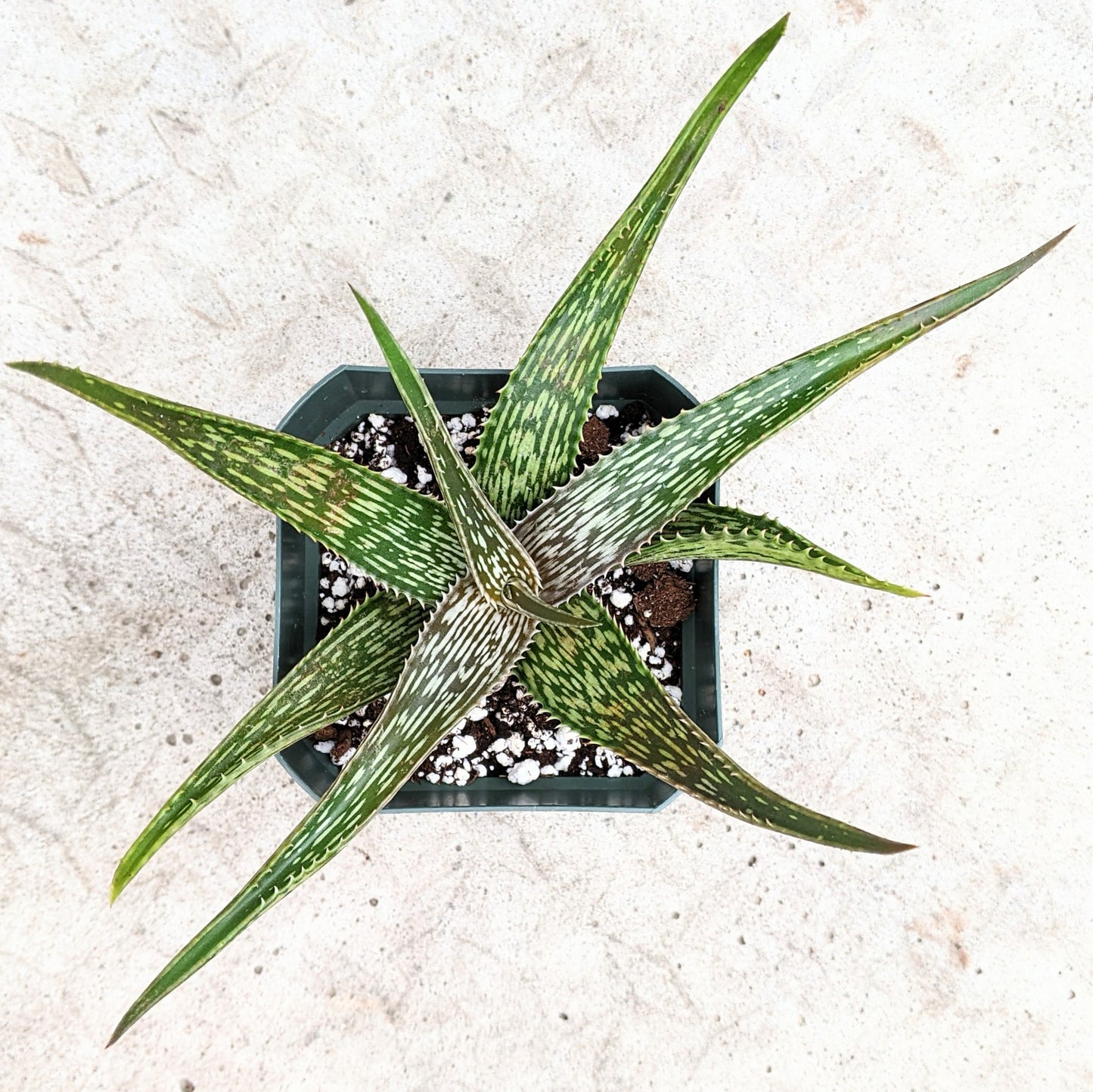 Aloe Species