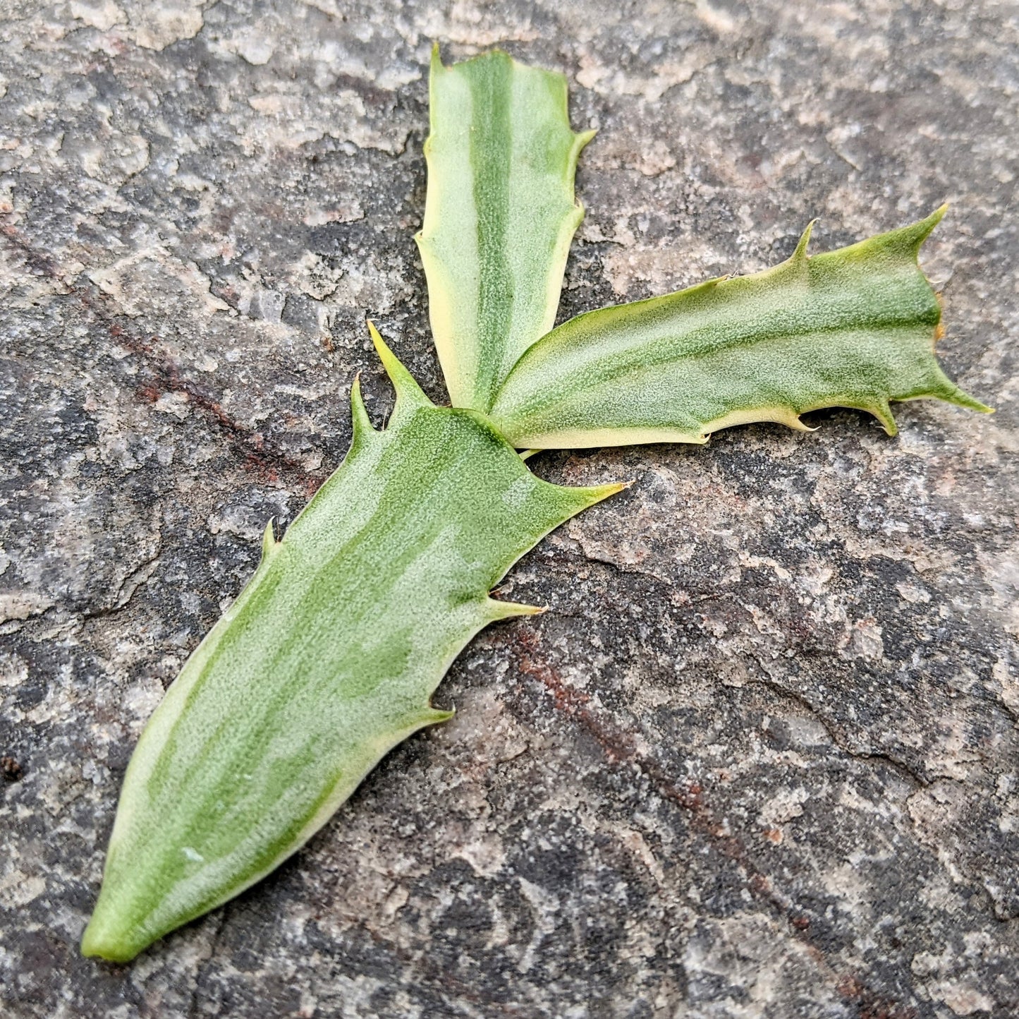 Schlumbergera Variegated Christmas Cactus