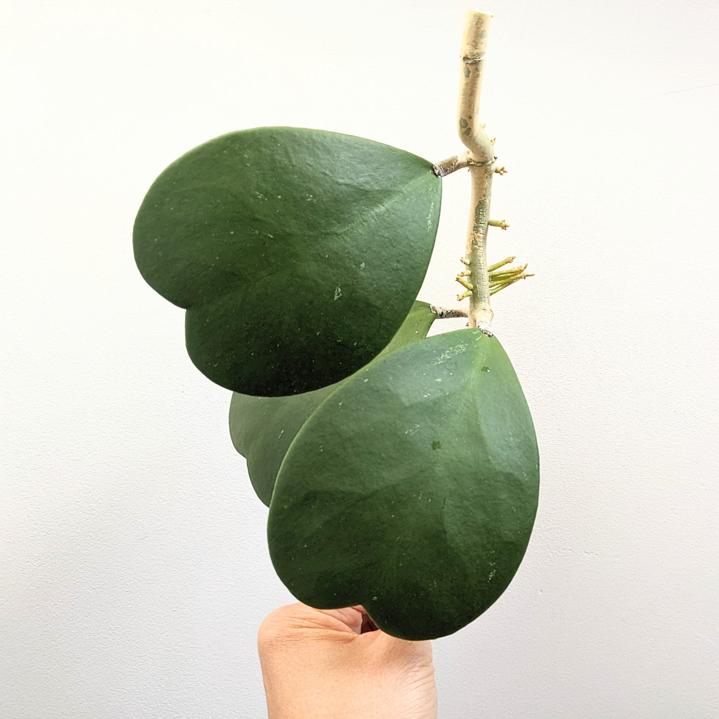 Hoya Kerrii Vine - Green