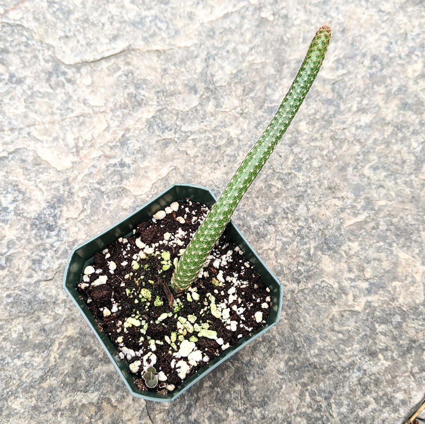 Echinopsis Chamaecereus Luisramirezii Peanut Cactus