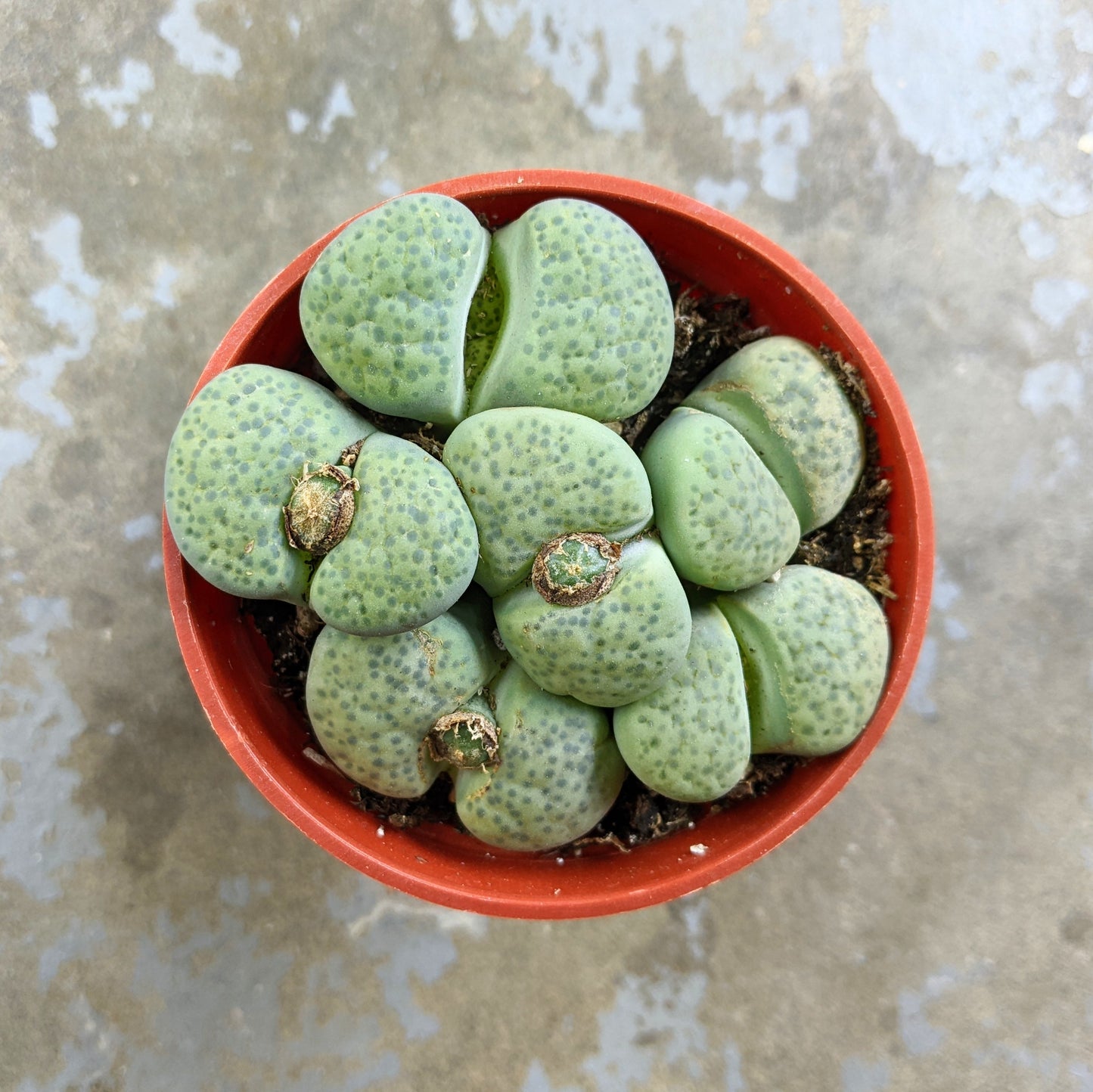 Lithops Fulviceps f. Aurea