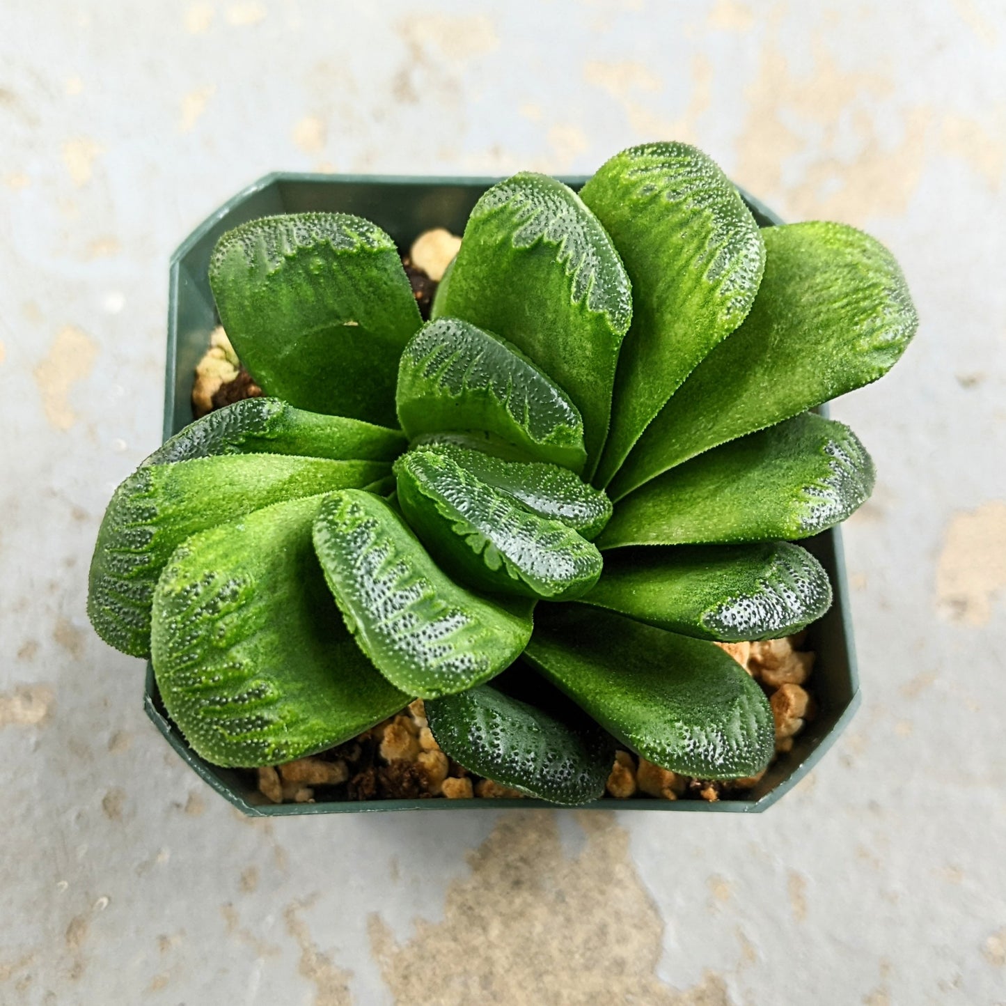 Haworthia Truncata Lime Green