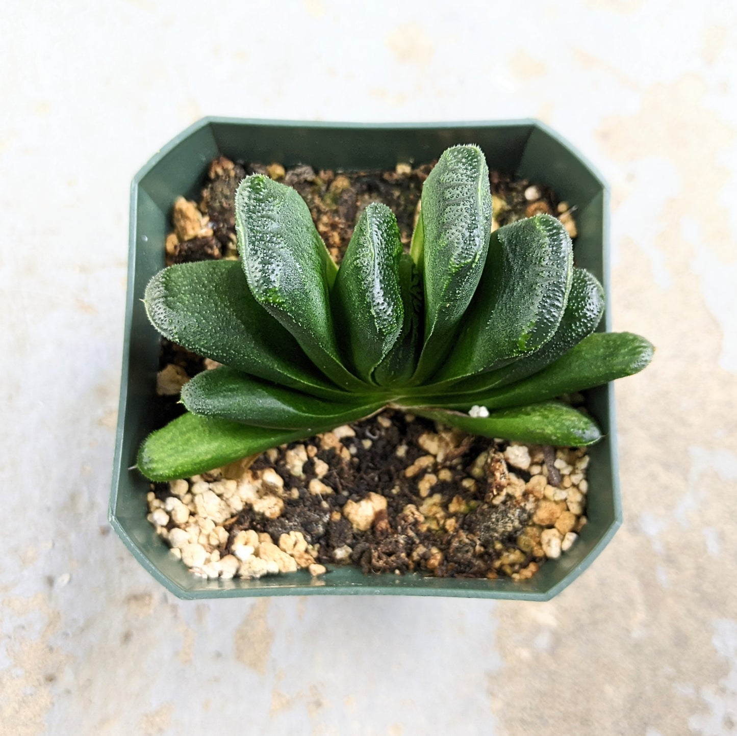 Haworthia Truncata Lime Green