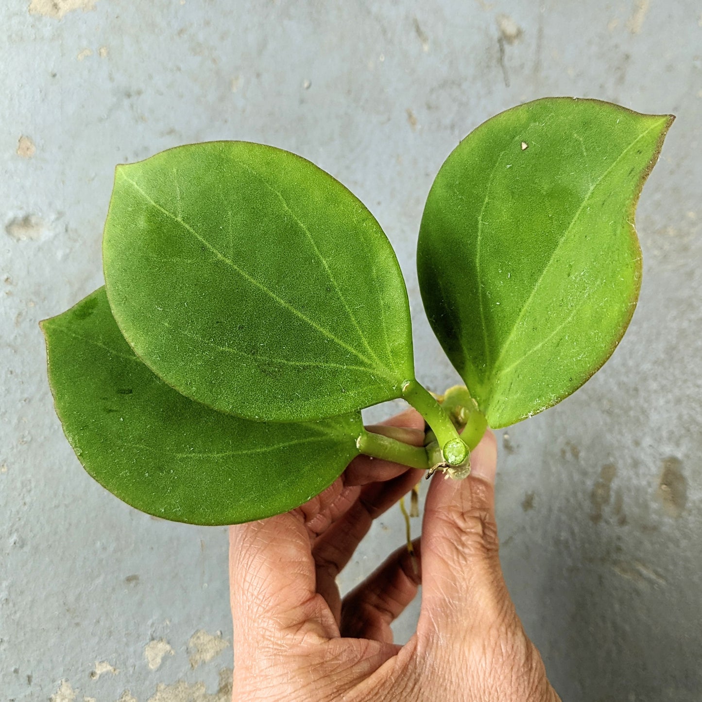 Hoya Pachyclada