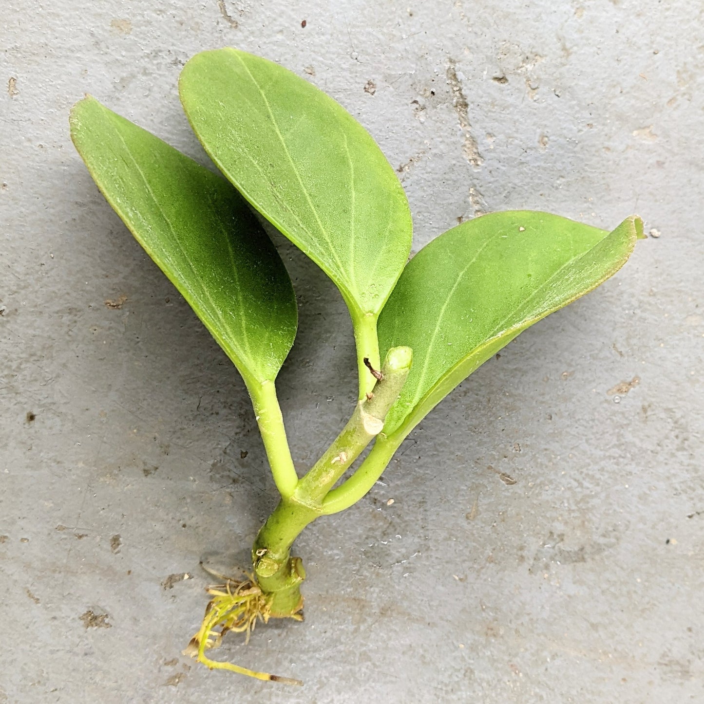 Hoya Pachyclada