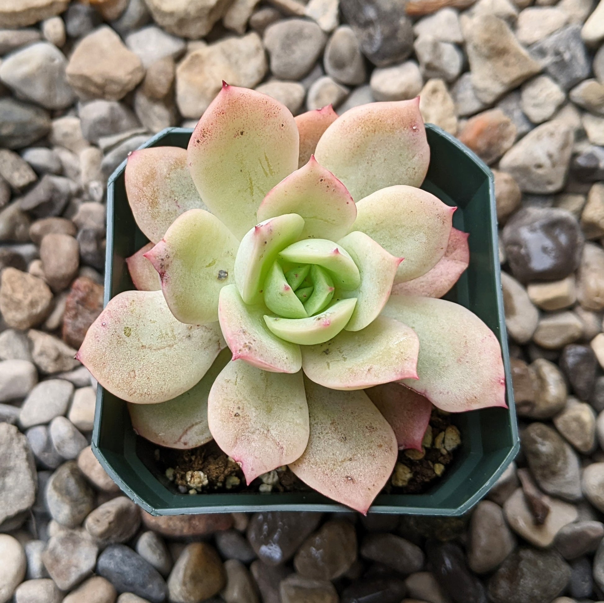 succulent yellow and soft Echeveria 'Lemon Tree' – Buy Soft Yellow Succulent