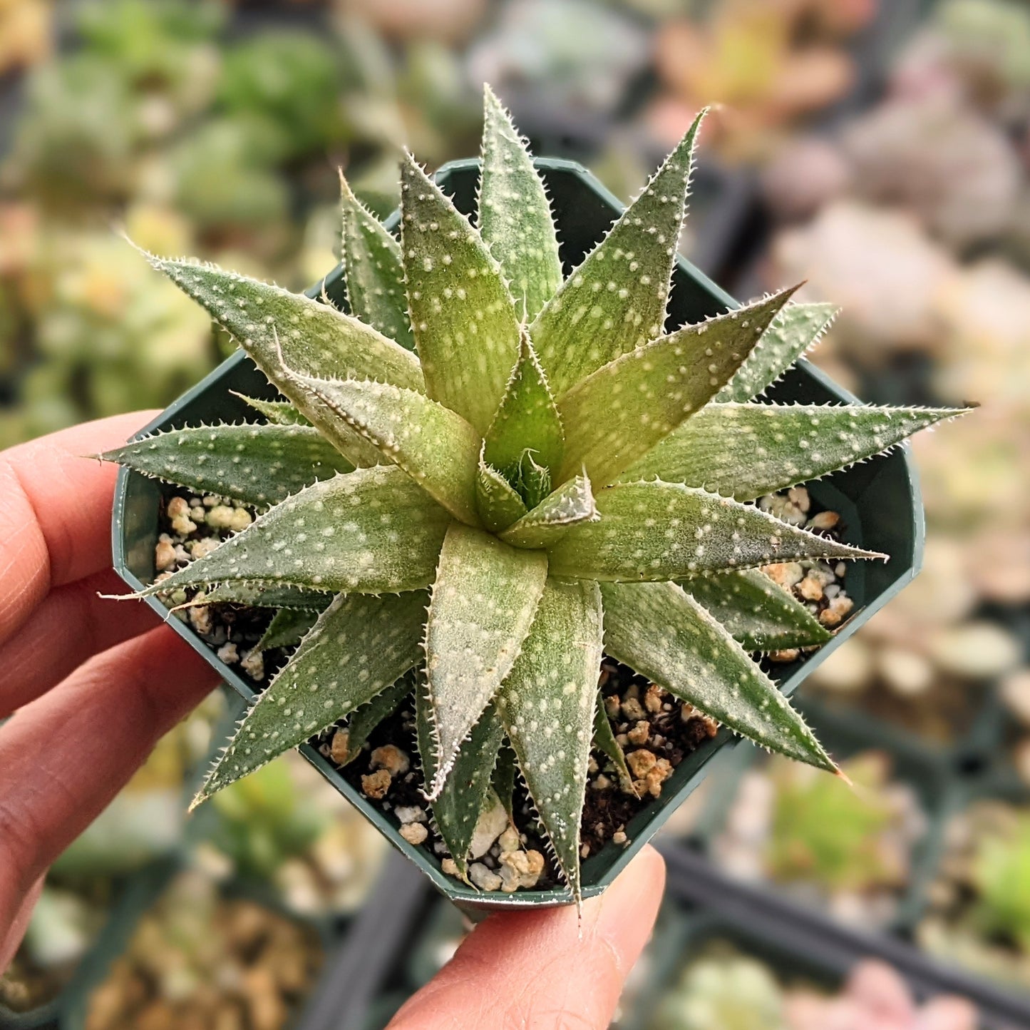 Aloe Aristata aka Lace Aloe