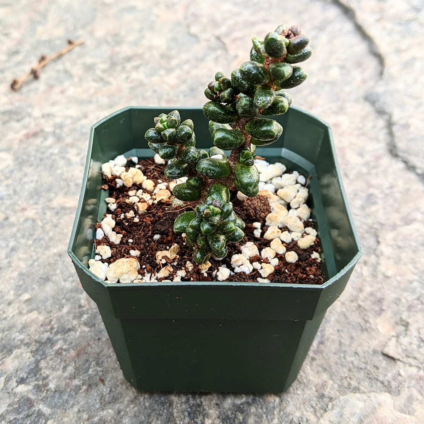 Sedum Furfuraceum