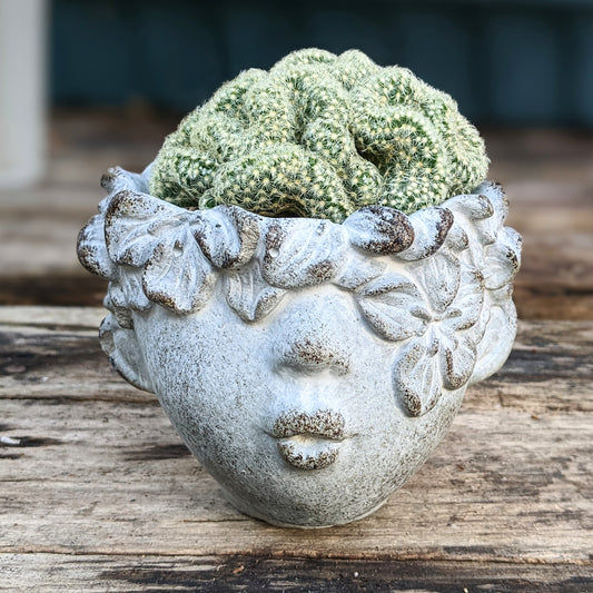 Brain Cactus Arrangement