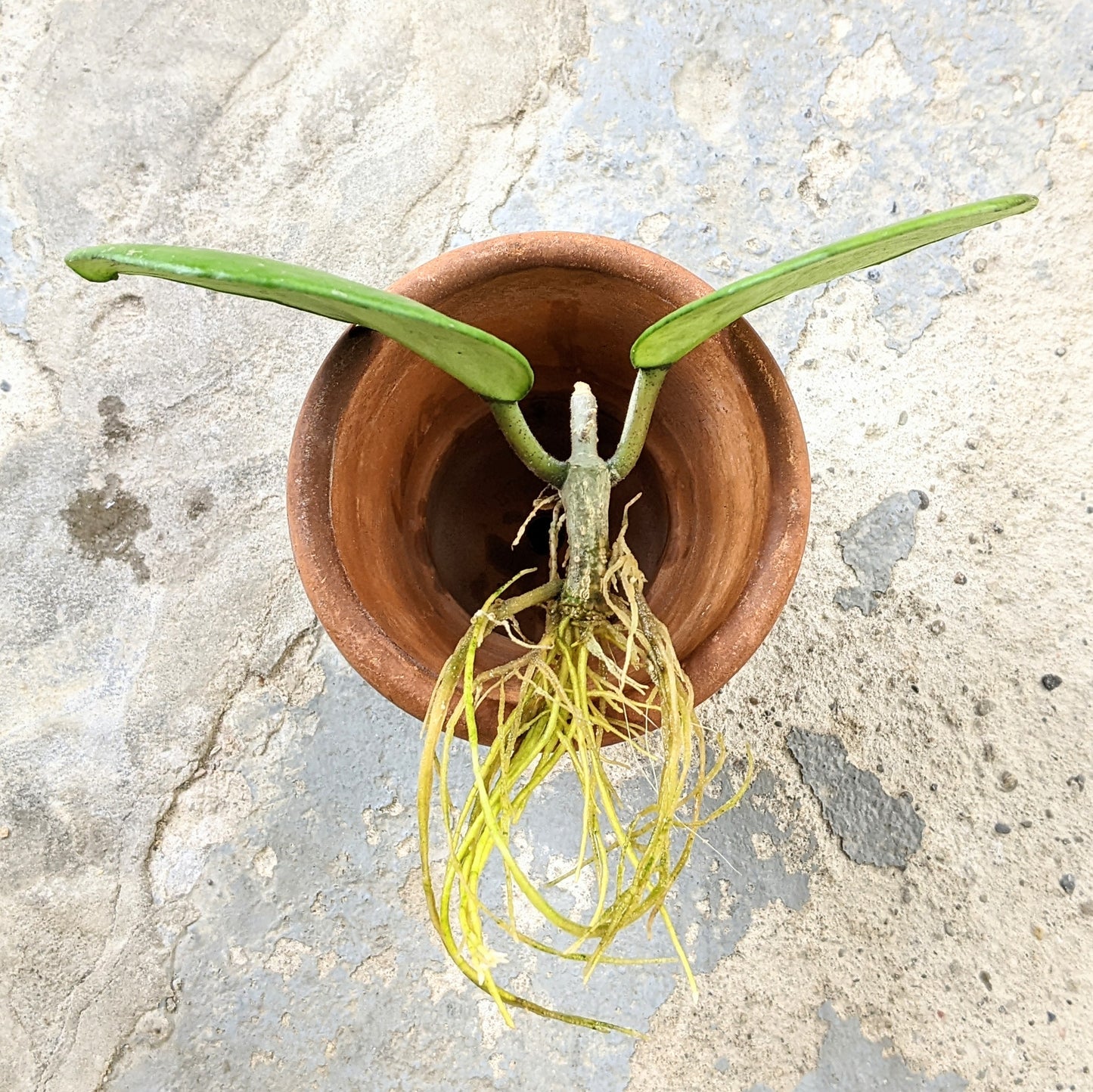 Hoya Obovata