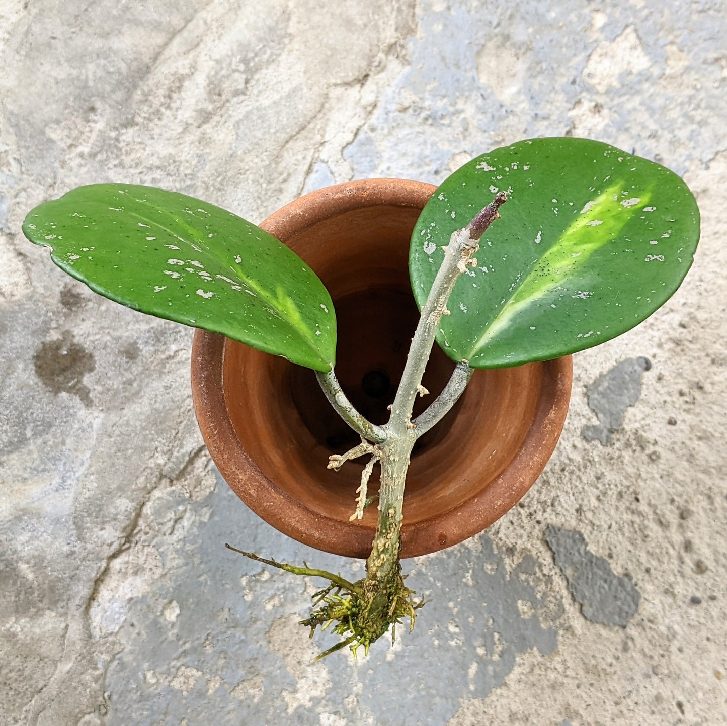 Hoya Obovata Variegated