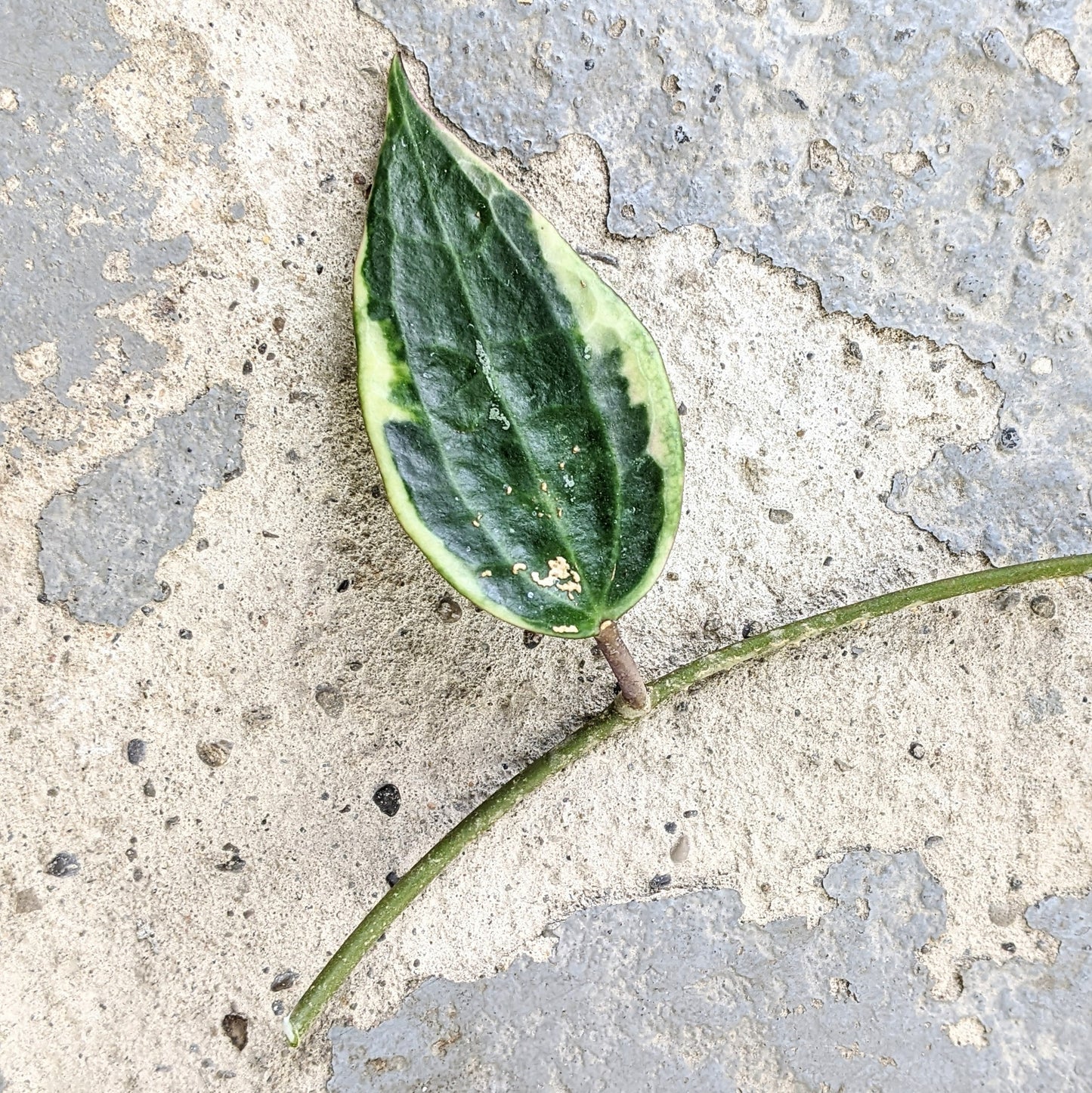 Hoya Macrophylla