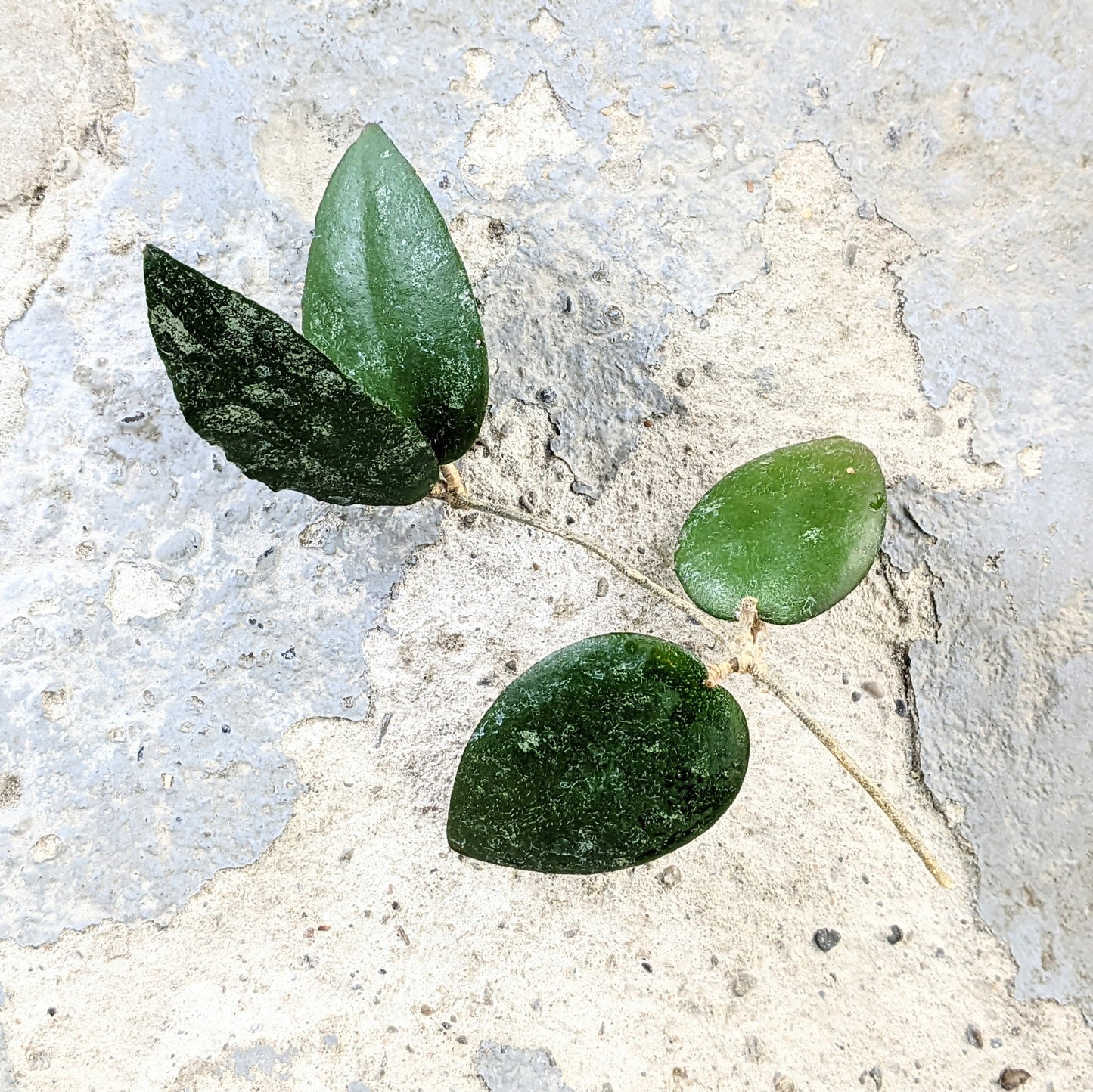 Hoya Caudata 'Sumatra'