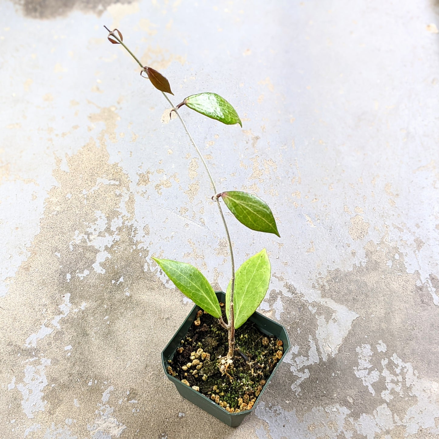 Hoya Camphoriflolia