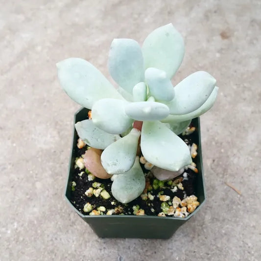 Pachyphytum Glutinicaule