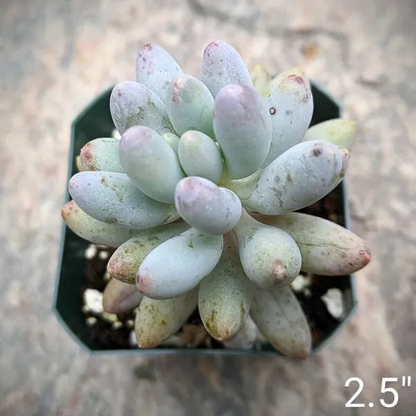 Pachyphytum Machucae aka Baby Fingers