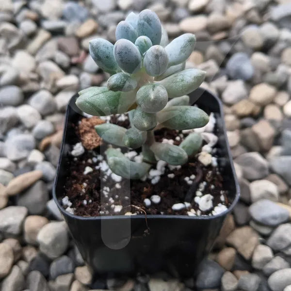 Pachyphytum Machucae aka Baby Fingers