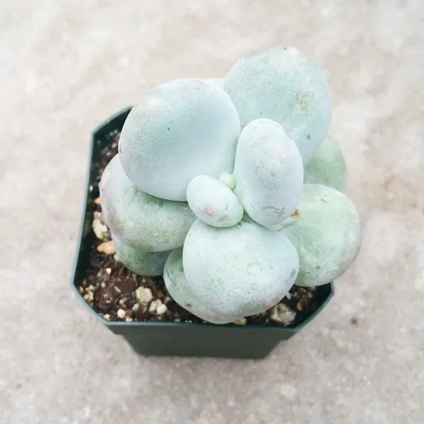 Close-up of Pachyphytum 'Botox' succulent showing its plump, smooth, pale green leaves forming a dense rosette. The plant's rounded leaves have a bluish tint, creating a sculpted appearance ideal for adding a unique touch to any garden or indoor space.