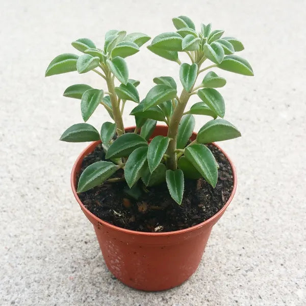 Peperomia Dolabriformis var Glaucescens