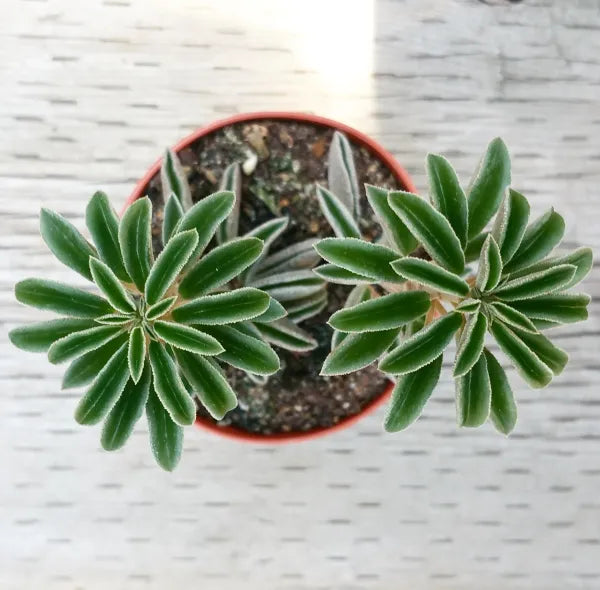 Peperomia Dolabriformis var Glaucescens