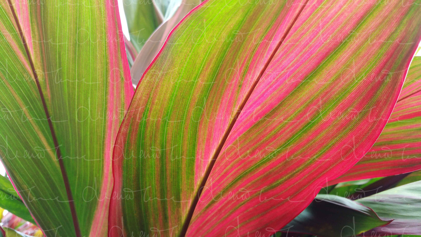 Tropical Pink Leaf