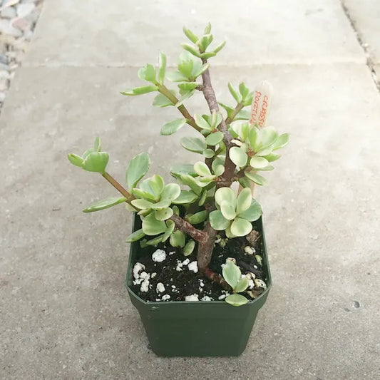 A close-up of Portulacaria Afra, also known as Elephant Bush, showing small, rounded green leaves on reddish-brown stems.