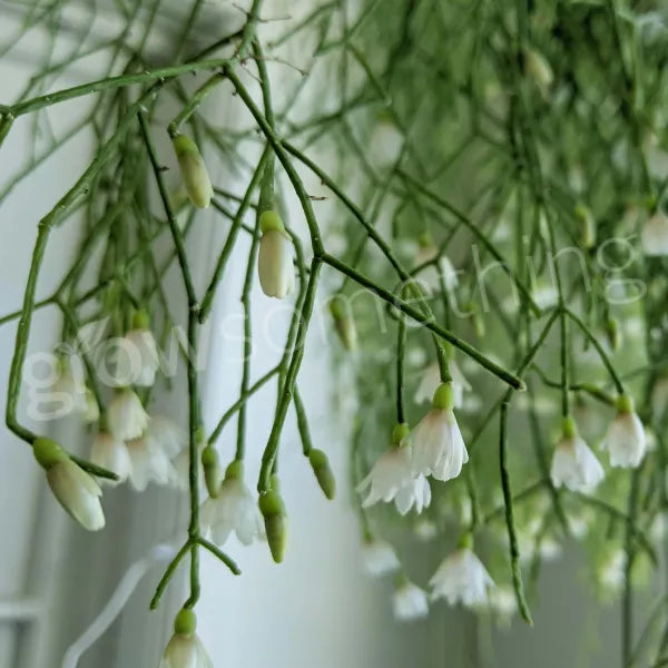 Close-up of Rhipsalis cassutha, also known as Mistletoe Cactus. The image shows long, thin, trailing green stems with segmented, mistletoe-like appearance, creating a delicate and cascading effect. The plant is displayed in a pot, highlighting its unique, cascading growth habit.