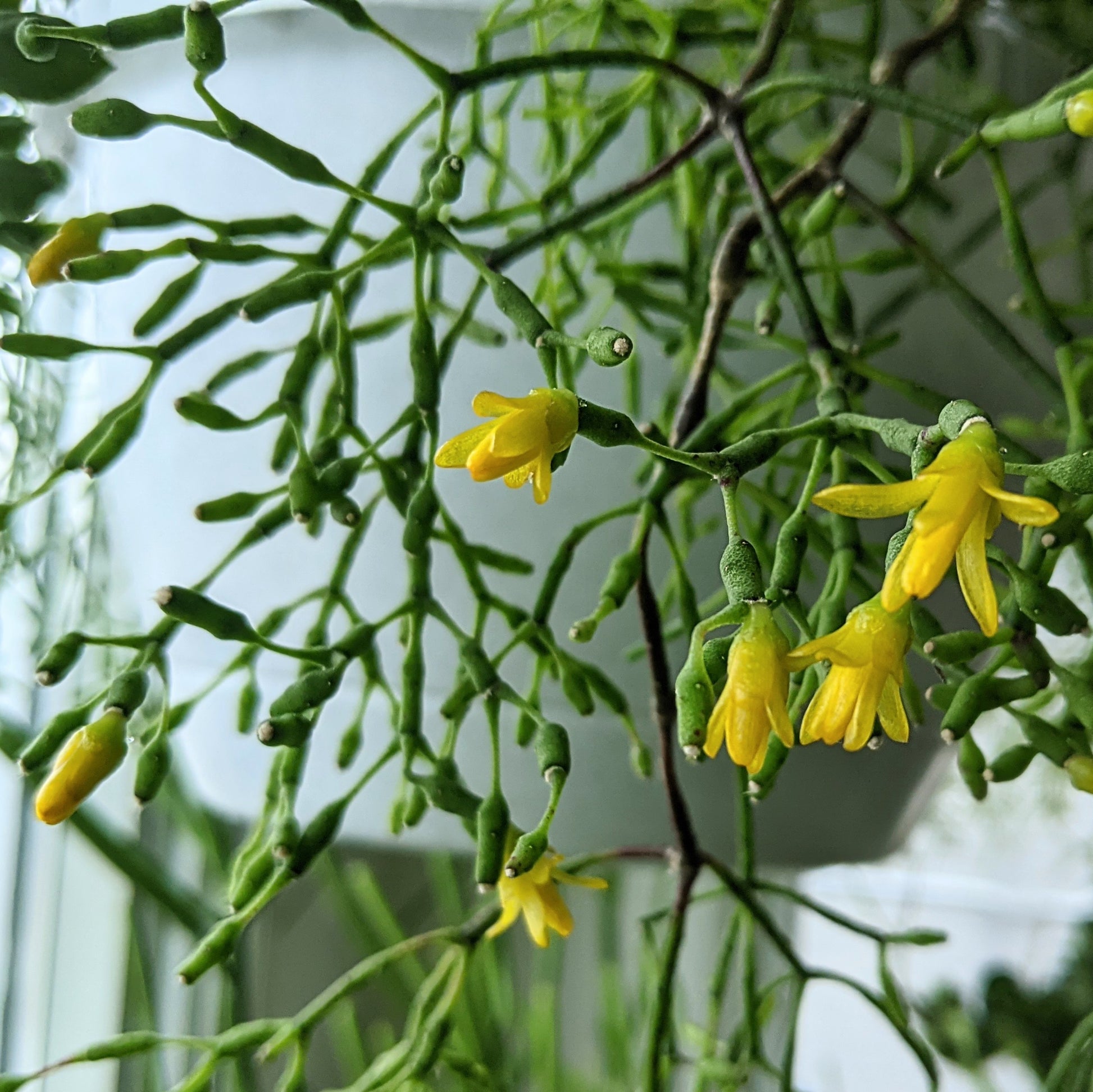 Close-up of Rhipsalis Salicornioides (Dancing Bones Cactus) with vibrant yellow flowers.