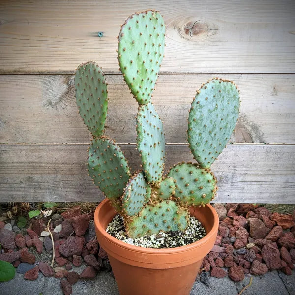 Santa Rita Opuntia Gosseliniana