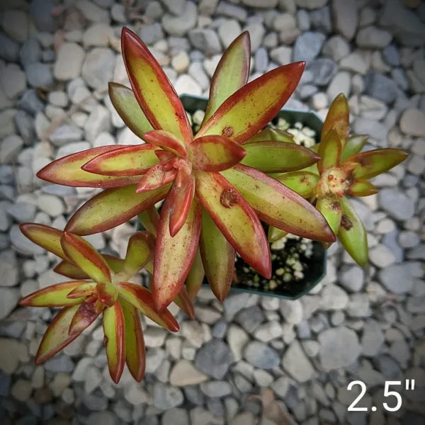 Sedum Adolphii Firestorm