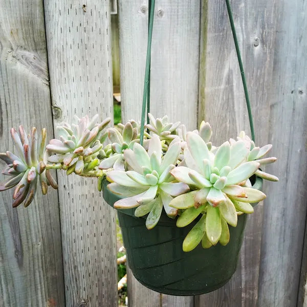 Sedum Carnicolour