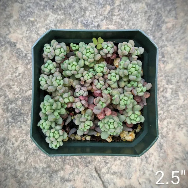 Close-up of Sedum Dasyphyllum 'Minor,' a hardy succulent with tiny, blue-green leaves that turn pink and lavender when stressed, ideal for rock gardens, containers, or ground cover.